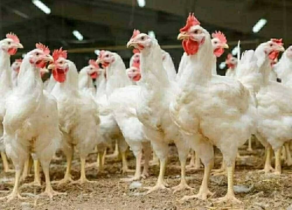 بيان مهم من مجلس الوزراء يكشف أسباب ارتفاع أسعار الدواجن (تفاصيل)